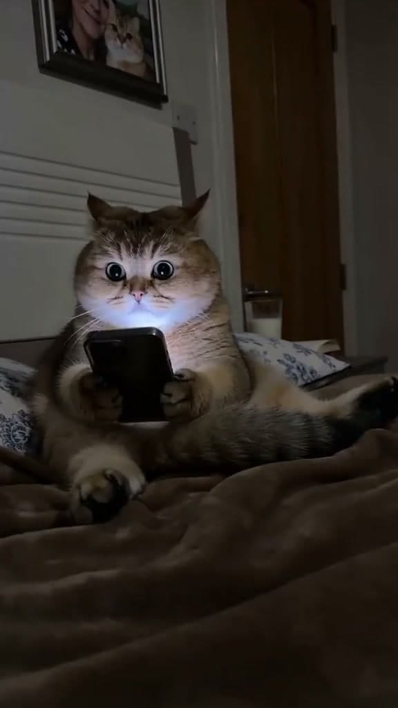 sora2-cat-phone-hide